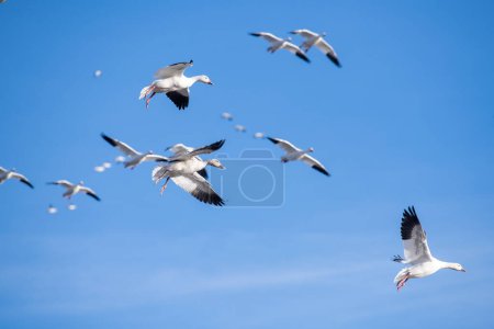 Foto de Primer plano de los gansos de nieve en vuelo, bandada de gansos volando a través de un cielo azul - Imagen libre de derechos