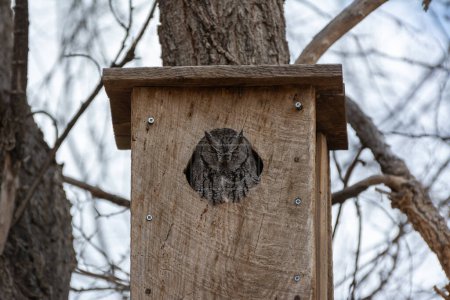 Photo for A small grey owl roosts in the safety of a bird box high up a tree trunk on a cloudy day in winter, in central New Mexico. - Royalty Free Image