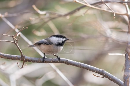 Photo for A coal tit bird perched on a branch in a tree looks to the right side of the image, with a blurred background. - Royalty Free Image