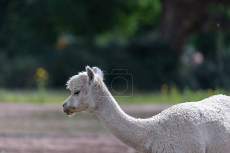 Photo for Portrait of a white alpaca grazing on farmland in central New Mexico. - Royalty Free Image