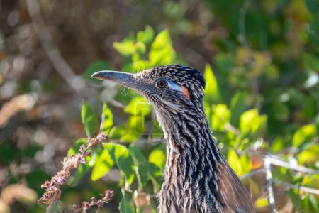 Portrait of a Greater Roadrunner standing in profile among green plants, with a clear view of the blue and orange accents near the birds eye.