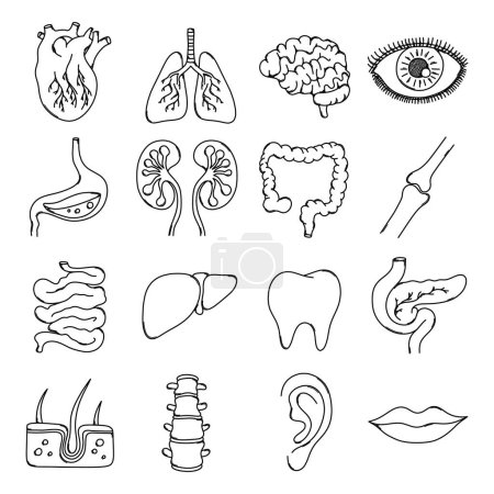 Téléchargez les photos : Human organs Doodle vector icon set. Drawing sketch illustration hand drawn line. - en image libre de droit