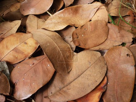 Foto de Fondo de otoño hojas de otoño en el bosque - Imagen libre de derechos