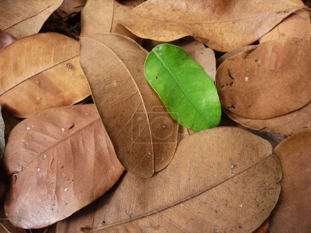 Foto de Fondo de otoño hojas de otoño en el bosque - Imagen libre de derechos