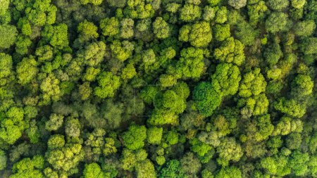 Aerial Top View of Lush Green Summer Forest in Africa Green Trees Background