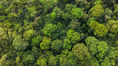 Aerial View of Dense Green Summer Forest in Africa