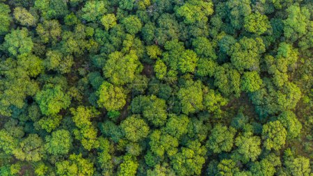 Aerial View of Lush Green Forest in Summer, Africa