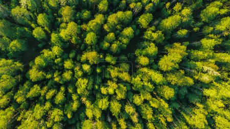 Aerial View of Green Forest Canopy in Summer, Finland