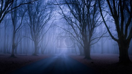 Spooky Foggy Forest Road avec des arbres au crépuscule