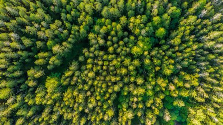 Aerial View of Lush Green Forest in Summer, Finland