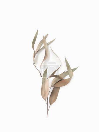 eucalyptus branch leaves on light background with shadows. Minimal style design natural earthy muted colors