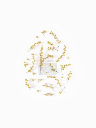 Forme d'oeuf Pâques fleurs mimosa disposition créative. Vue de dessus, Composition plane sur fond blanc. Concept de printemps. Motif floral avec branches de mimosa.