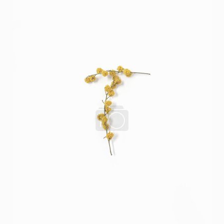 Blumenbrief. Buchstabe T aus Blumen Mimosen gelb. Blumenbuchstaben-Layout. Flach lag er. Ansicht von oben. 
