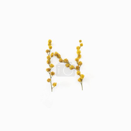 Flower letter. Letter N made from flowers mimosa yellow. Flower alphabet layout. Flat lay. Top view. 