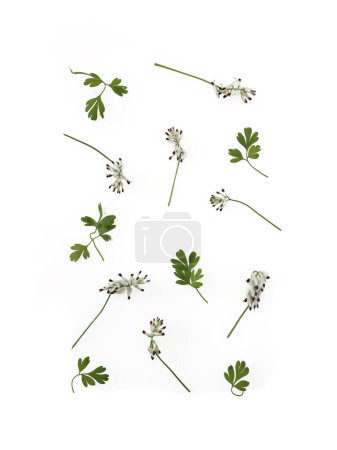 White Climbing Fumitory flowers and leaves layout background. Flat lay, top view arrangement. 