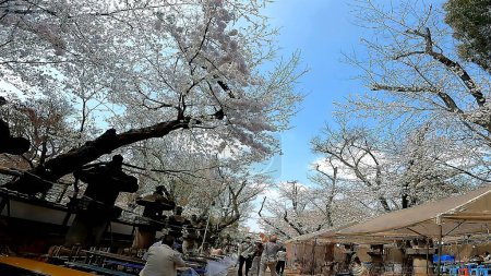 Foto de Flores de cerezo ueno toshogu enfoque santuario puesto flor de cerezo ver festivalThe approach to Ueno Toshogu Shrine in Ueno Park, Tokyo, Japan - Imagen libre de derechos