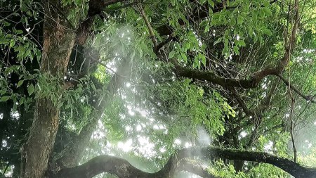 Foto de Iones negativos, árbol sagrado, niebla de la mañana, niebla, verde.Santuario Chichibu, un santuario en Chichibu, Saitama, Japón.Es la deidad principal del área Chichibu. Es conocido por el Festival de la Noche de Chichibu - Imagen libre de derechos