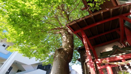 Photo for Hatsudai Shusei Inari Daimyojin, a shrine located in Hatsudai, Shibuya-ku, Tokyo.It is located up the hill, next to Hatsudai Children's Amusement Park. - Royalty Free Image