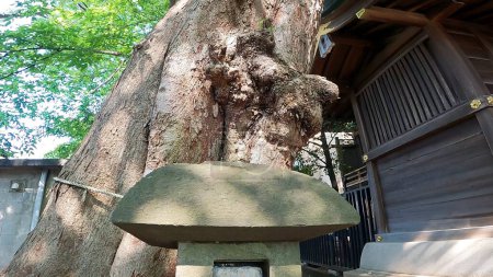 Nakadai Inari Shrine, Inari Shrine located in Wakagi, Itabashi-ku, Tokyo, JapanAlthough the date of construction is unknown, the area around the shrine is called "Tokawatari (Inari Waterside)" because Inari Daijin is said to have descended to 