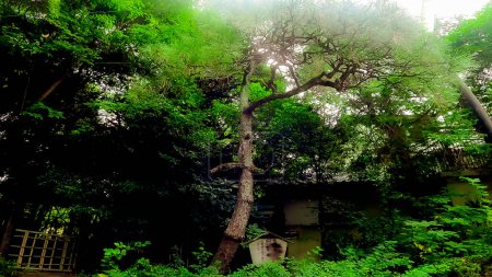 Mizuinari-Schrein, ein Schrein in Nishi-Waseda, Shinjuku-ku, Tokio, Japan. Der Schrein liegt in der Nähe der Waseda-Universität. Im Jahr 1702 (Genroku 15) begann Wasser unter einem heiligen Muku-Baum zu sprudeln, und Menschen mit Augenkrankheiten wurden geheilt.