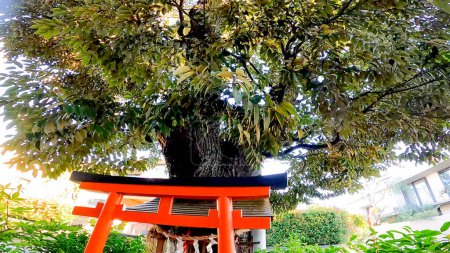 Kajiyama Inari Shrine is a small shrine in Daizawa, Setagaya-ku, Tokyo, Japan. A small shrine in an upscale residential area, home to the residences of successive prime ministers. It sits seemingly hidden by the parking https://youtu.be/qZBr-yUDfwQ