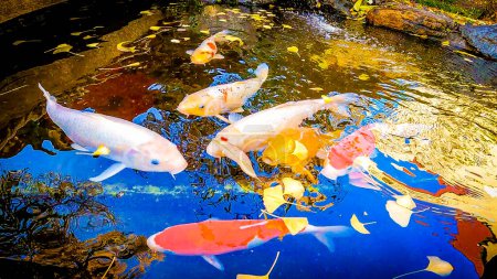 Japanischer Garten an einem Herbsttag. Gelbe Ginkgoblätter tanzen auf der Wasseroberfläche, wo Karpfen schwimmen. Der wunderschöne Nishikigoi springt an einem Herbsttag in Japan auf der Wasseroberfläche. Schöne gelb gefärbte Gingko-Blätter