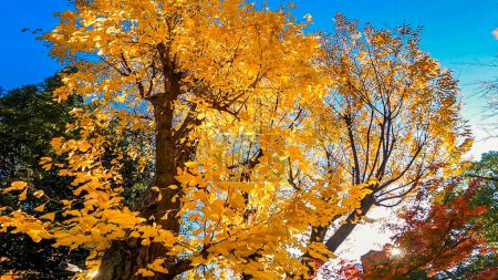 Japan an einem Herbsttag. Schöner gelb gefärbter Ginkgo-Baum. Susan Susan-Schrein, ein Schrein in Arakawa, Tokio, Japan. Der Schrein ist mehr als 1.000 Jahre alt. Gigantische Steinreste: https: / / youtu.be / pYTPgk736Ig