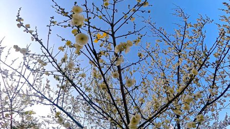 La ciruela blanca de Año Nuevo florece bajo el cielo azul