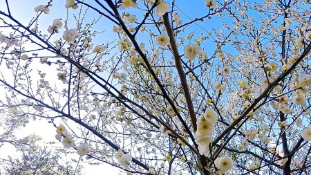 Weiße Pflaumen blühen zum Jahreswechsel unter blauem Himmel