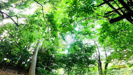 Santuario Itsukushima, un santuario dentro de los terrenos del Santuario Setagaya Hachimangu rodeado de vegetación fresca