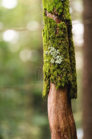 Téléchargez les photos : Green moos dans un arbre dans la forêt tombée automne - en image libre de droit