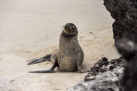 Téléchargez les photos : Otaries indigènes des îles Galapagos, uniques au monde, vivant sur la plage et la mer dans la nature, vivant avec des gens - en image libre de droit