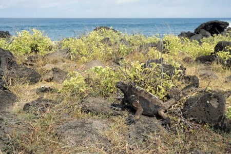 Téléchargez les photos : Iguanas originaires des îles Galapagos, unique au monde, vivant sur la plage et la mer parmi les roches volcaniques dans la nature, vivant avec les gens. - en image libre de droit