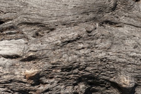 Téléchargez les photos : Textures de pierres roches bois arbres et écorce de troncs plaques de nombreuses formes dessins et textures de la nature - en image libre de droit