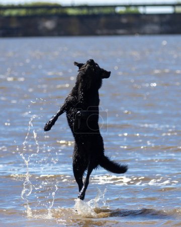 Téléchargez les photos : Chien jouant dans l'eau sautant dans l'air attraper un bâton s'amuser et jouer - en image libre de droit