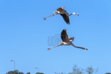 Téléchargez les photos : Hérons oiseaux sauvages et flamants roses dans un lagon debout et volant librement - en image libre de droit
