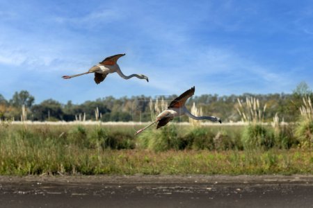 Téléchargez les photos : Hérons oiseaux sauvages et flamants roses dans un lagon debout et volant librement - en image libre de droit