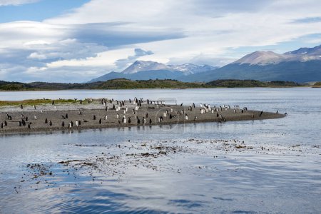 Pinguine in ihrem wilden und freien Lebensraum in der Pinguinkolonie in Ushuaia Argentinien am Beagle-Kanal 