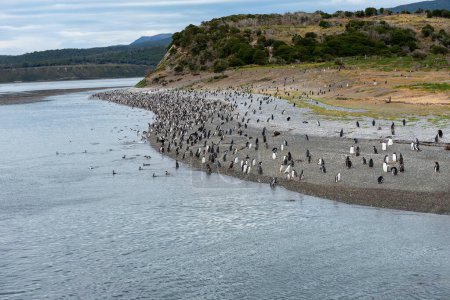 penguins in their wild and free habitat in the penguin colony in ushuaia argentina on the beagle channel 