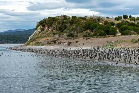 pingüinos en su hábitat salvaje y libre en la colonia de pingüinos en ushuaia argentina en el canal del beagle 