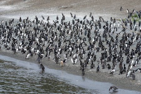 pingüinos en su hábitat salvaje y libre en la colonia de pingüinos en ushuaia argentina en el canal del beagle 