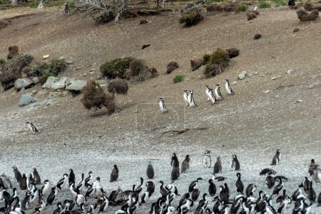 Téléchargez les photos : Pingouins dans leur habitat sauvage et libre dans la colonie de pingouins à ushuaia argentina sur le chenal beagle - en image libre de droit