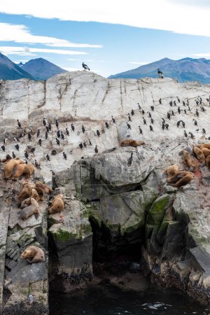 pingouins dans leur habitat sauvage et libre dans la colonie de pingouins à ushuaia argentina sur le chenal beagle 