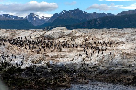 penguins in their wild and free habitat in the penguin colony in ushuaia argentina on the beagle channel 