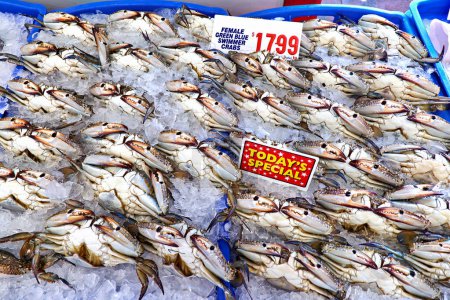 Photo for Sydney. New South Wales. Australia. The Fish Market. Female Green Blue Swimmer Crabs - Date: 22 - 08 - 2023 - Royalty Free Image
