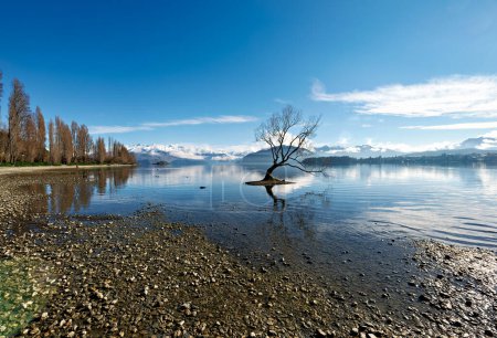 Foto de Nueva Zelanda. Ese árbol de Wanaka. Lago Wanaka. Otago - Fecha: 30 - 08 - 2023 - Imagen libre de derechos