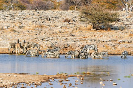Foto de Namibia. Parque Nacional Etosha. Cebras bebiendo en un pozo de agua - Fecha: 18 - 08 - 2023 - Imagen libre de derechos