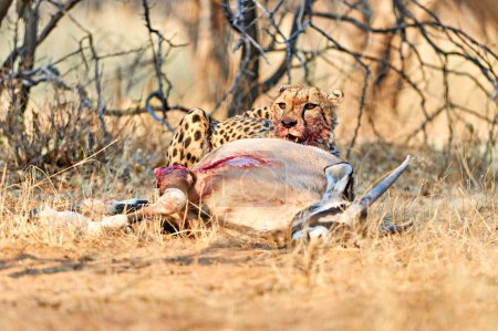 Foto de Namibia. Cheetah después de una matanza en la Reserva de Okonjima - Fecha: 19 - 08 - 2023 - Imagen libre de derechos