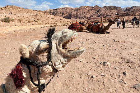 Photo for Jordan. Petra archaeological site. Camels for tourists ride - Date: 01 - 11 - 2023 - Royalty Free Image
