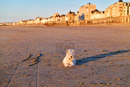 Photo for Saint Malo Brittany France. A west highland white terrier dog at Sillon beach - Date: 05 - 08 - 2023 - Royalty Free Image
